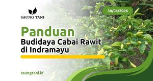 Panduan Budidaya Cabai Rawit di Indramayu