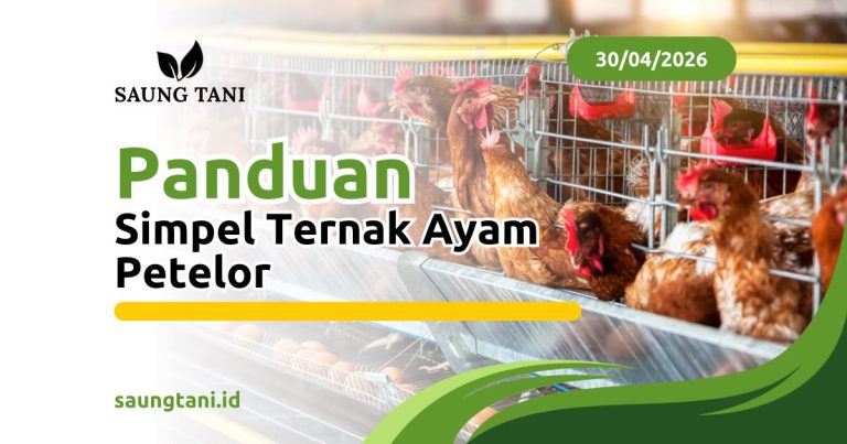 Panduan Simpel Ternak Ayam Petelur