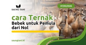 Cara Ternak Bebek untuk Pemula dari Nol