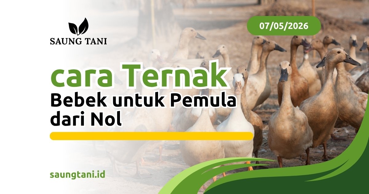 Cara Ternak Bebek Pemula