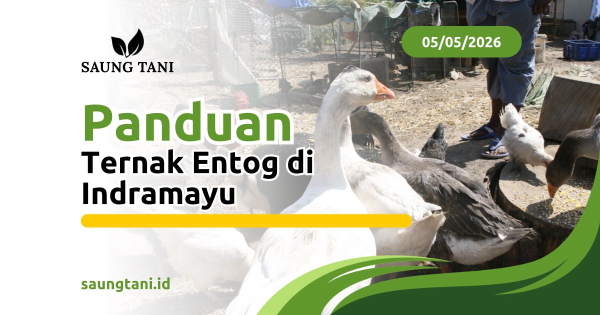 Panduan Ternak Entog di Indramayu