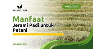 Manfaat Jerami Padi untuk Petani