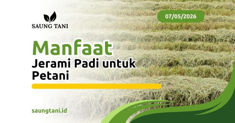 Manfaat Jerami Padi untuk Petani
